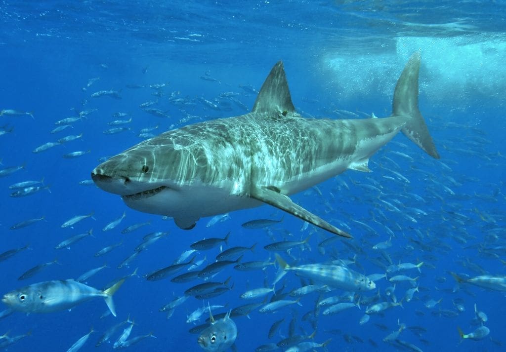 11 Deadliest Animals on the Planet, And How to Survive Them