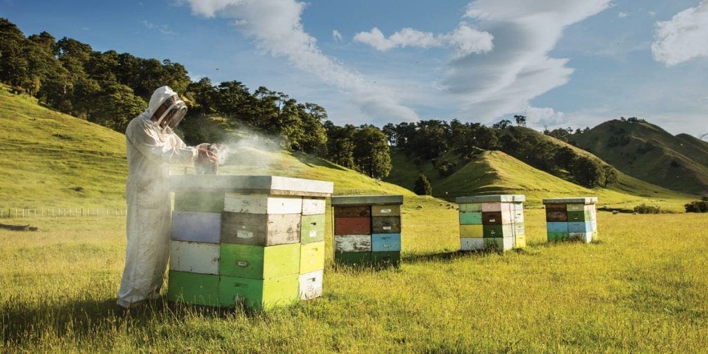 Propolis: Nature’s Defence System