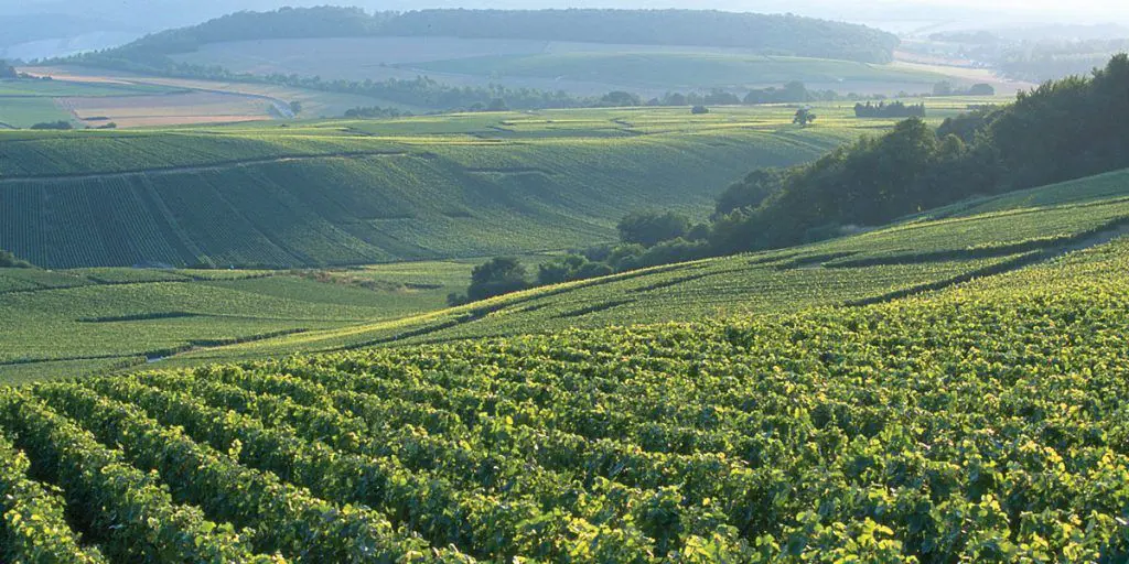 Bollinger: The Nectar of the Gods