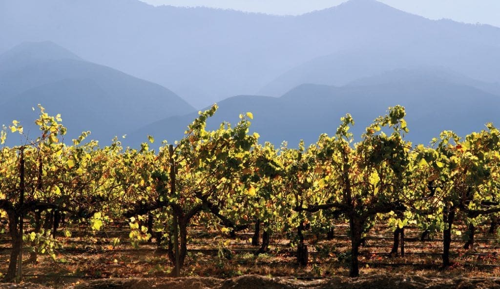 Wine Guide – Soulful Sauvs