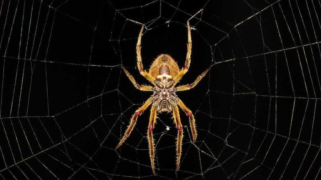 Spider Graphene
