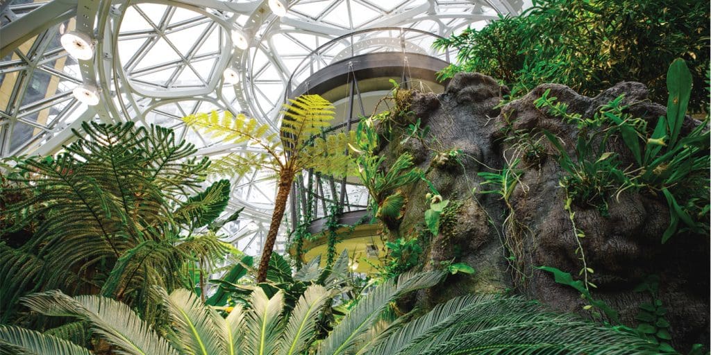 The Tech Giant: Bringing The Forest To Amazon