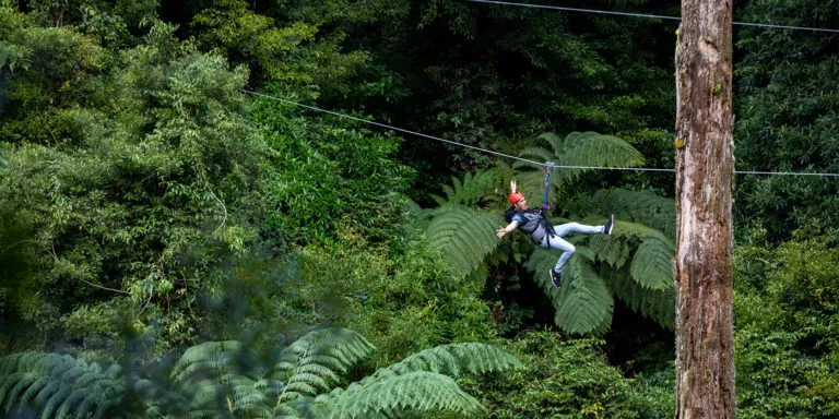 Rotorua Canopy Tours: Thrills From Above