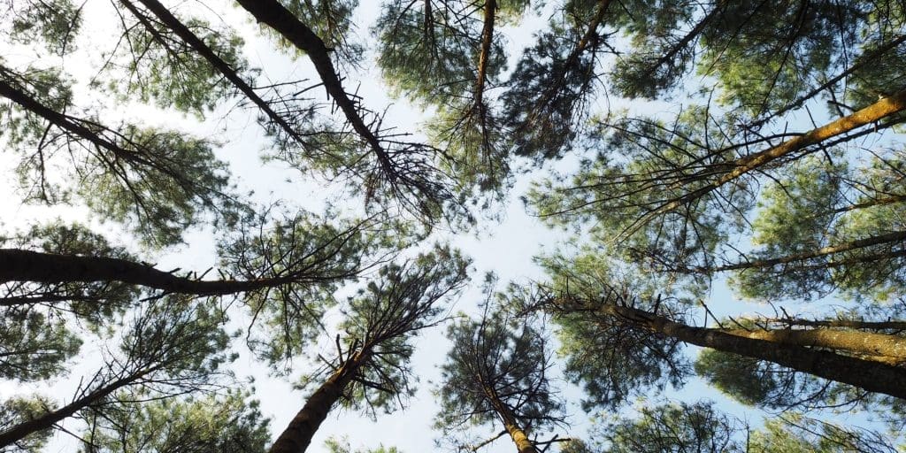 One Billion Trees