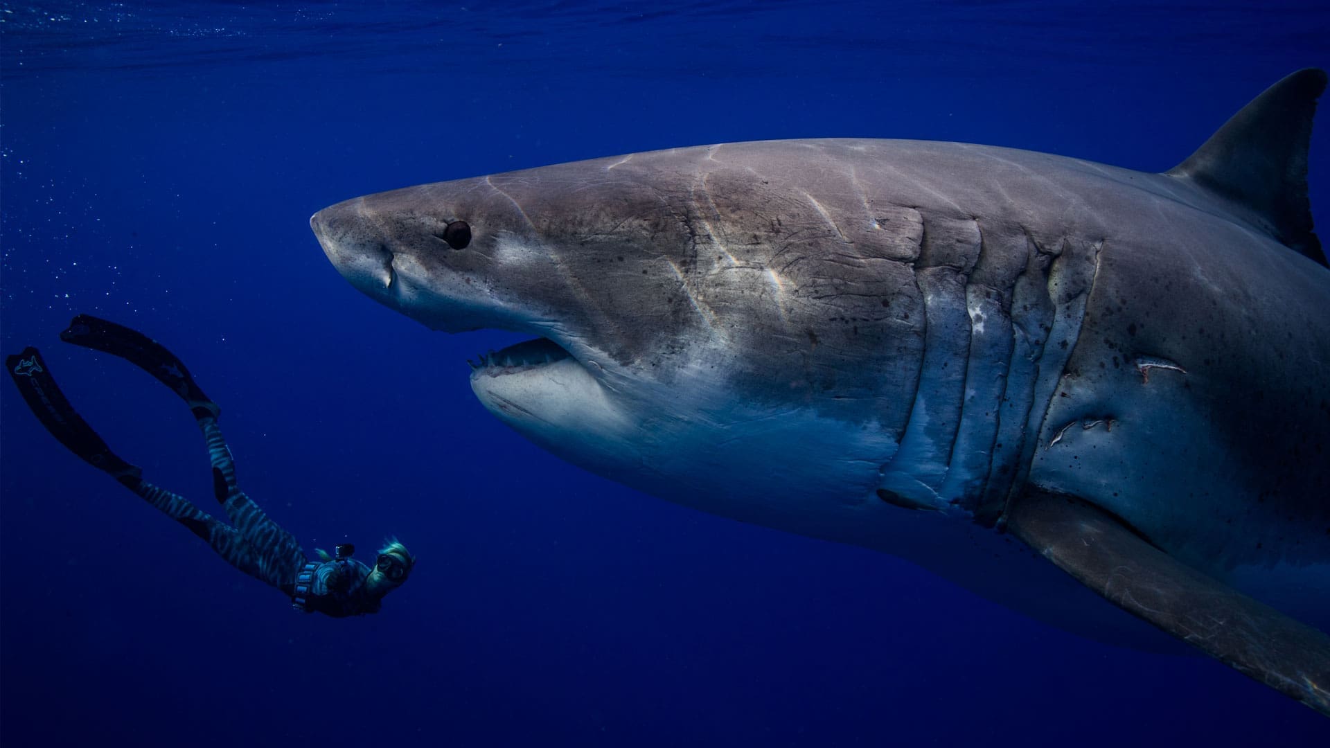 Now That’s A Shark