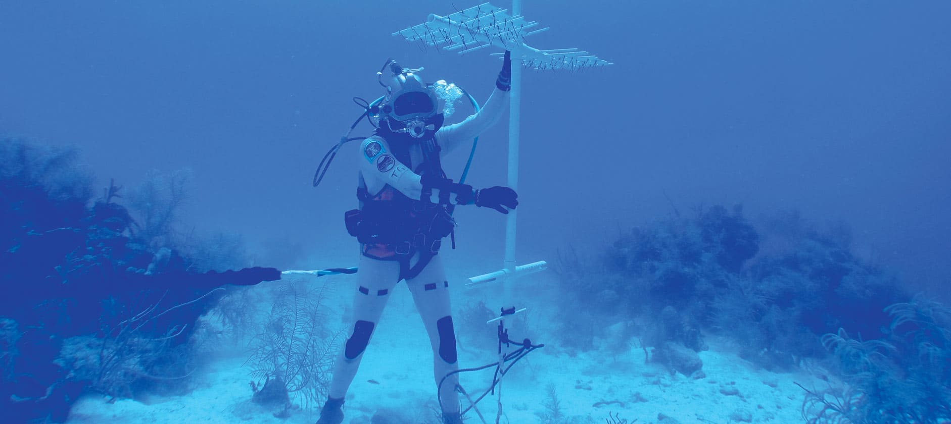 Finding Neemo
