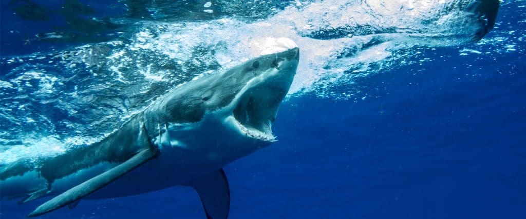 11 Deadliest Animals On The Planet & How to Survive Them 11 Deadliest Animals On The Planet & How to Survive Them