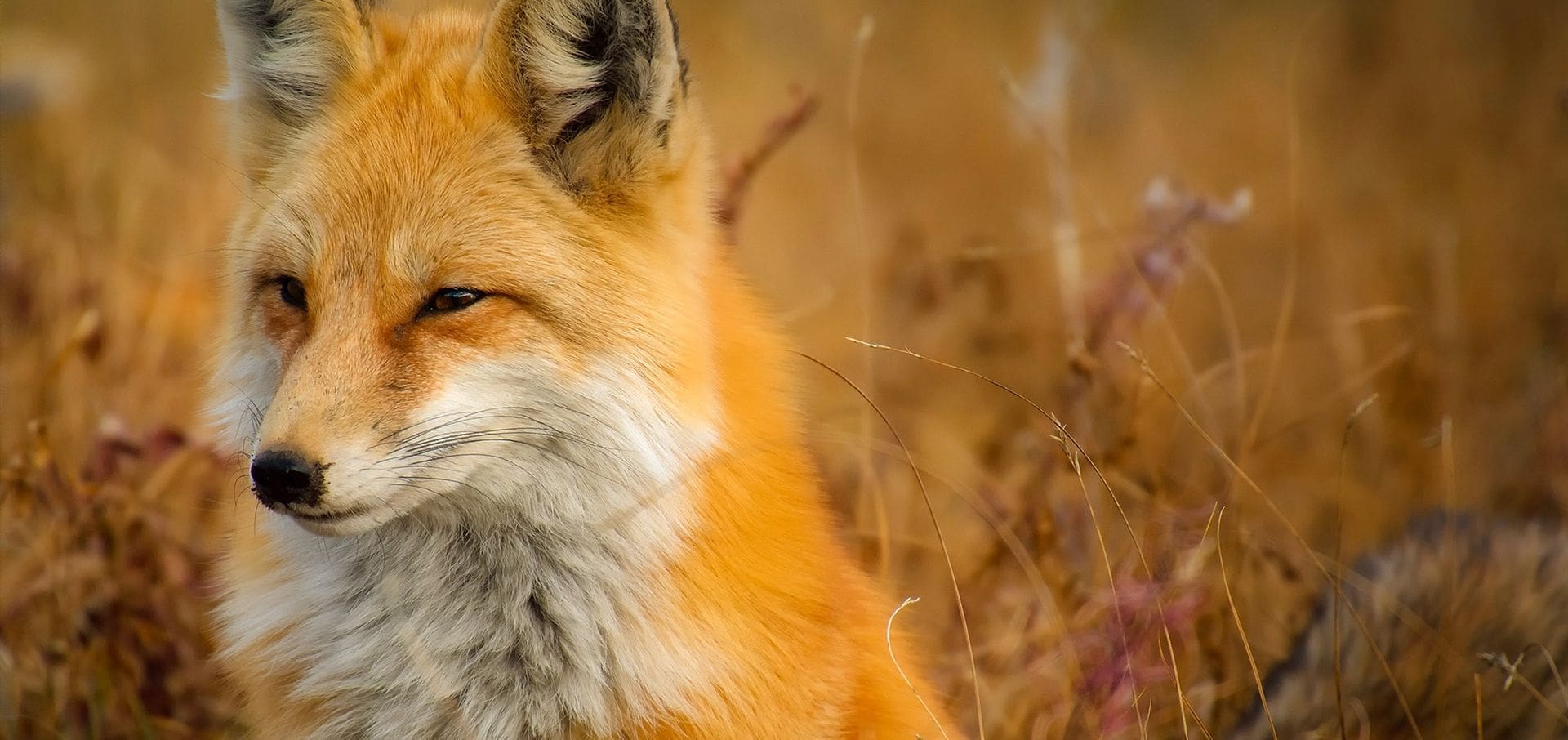 Here’s Where you Can Go in Japan To Live With Foxes Here’s Where you Can Go in Japan To Live With Foxes