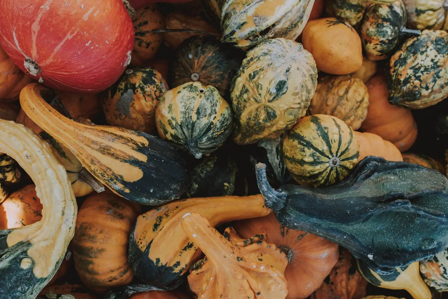 Ornamental Gourdes – The Investment Of A Lifetime