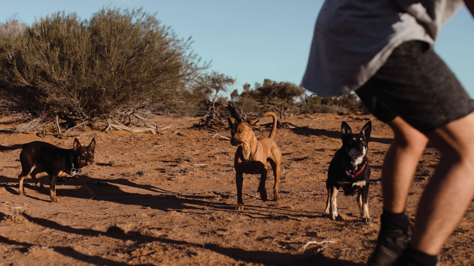 Health News – Join a  Dog Marathon and more…