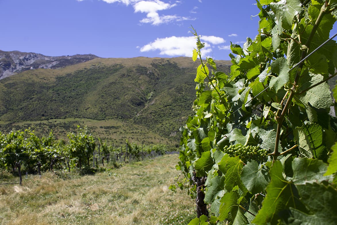 The Science, Tradition and Art of Winemaking