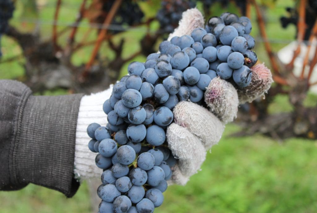 Three Very Good Reasons To Focus On Awatea Three Very Good Reasons To Focus On Awatea