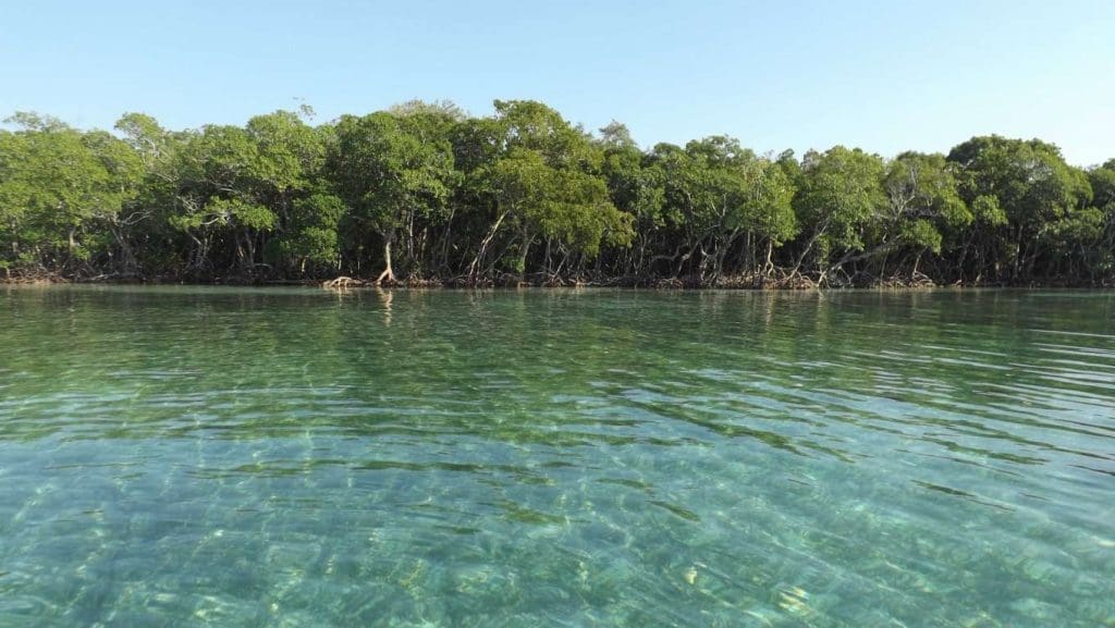 5 Private Islands That Cost Less Than a House In Auckland