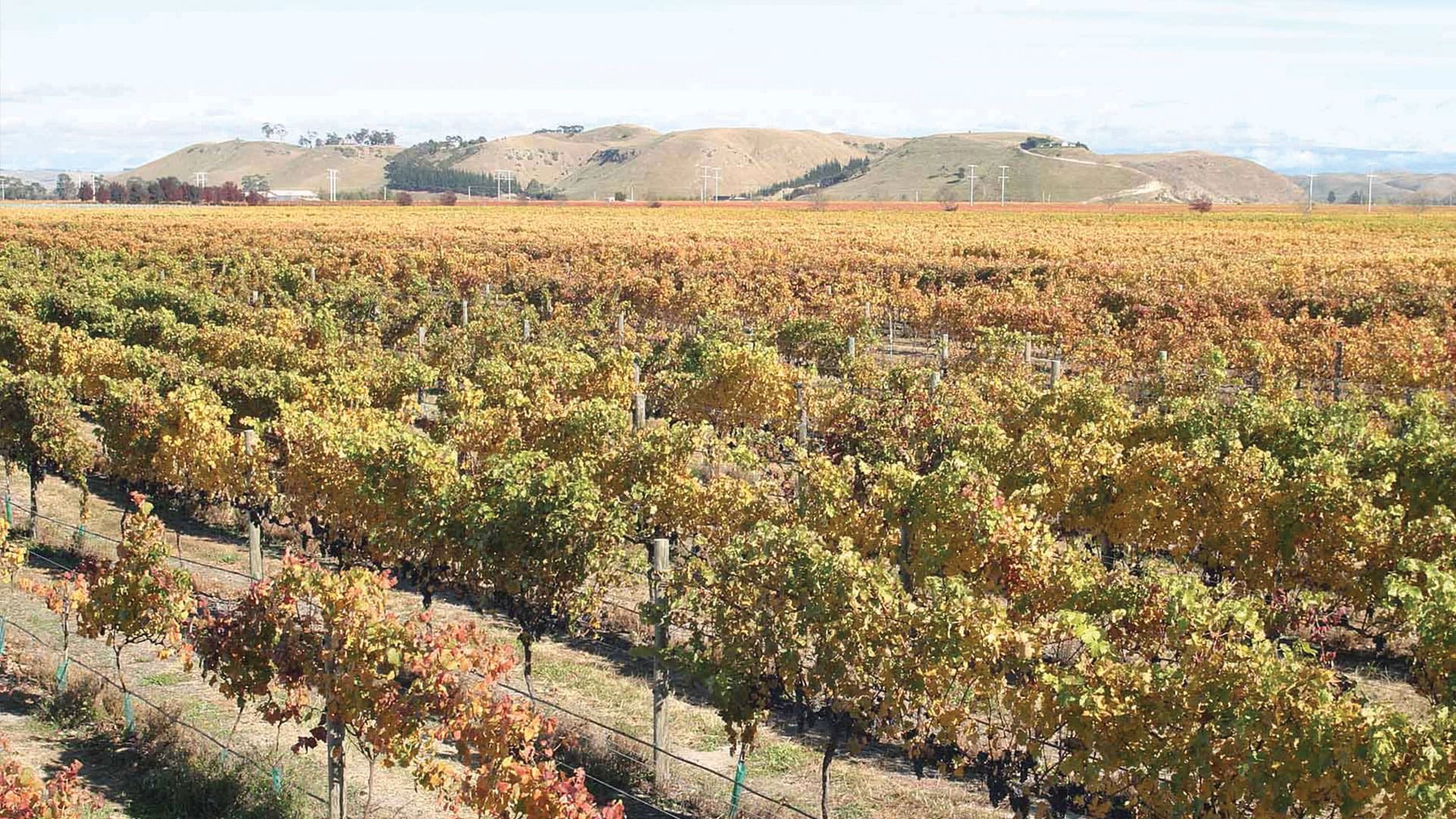 A Tiny Corner of Godzone Producing Wine the World Can’t Get Enough Of