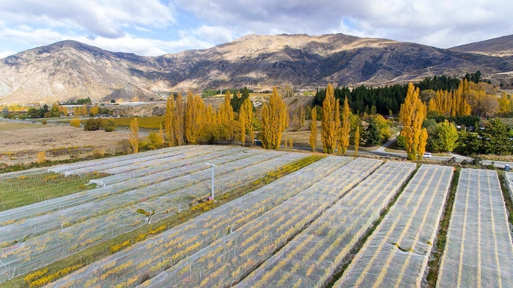 Behind the Scenes of a Winemaker