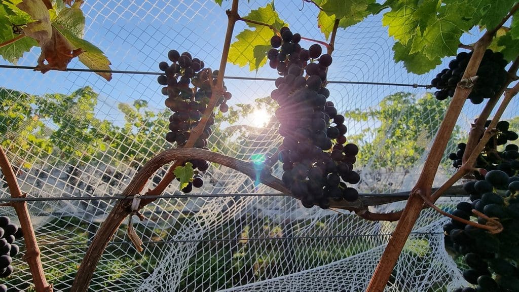 Whatever You Like About Wine; This One Has It All Whatever You Like About Wine; This One Has It All