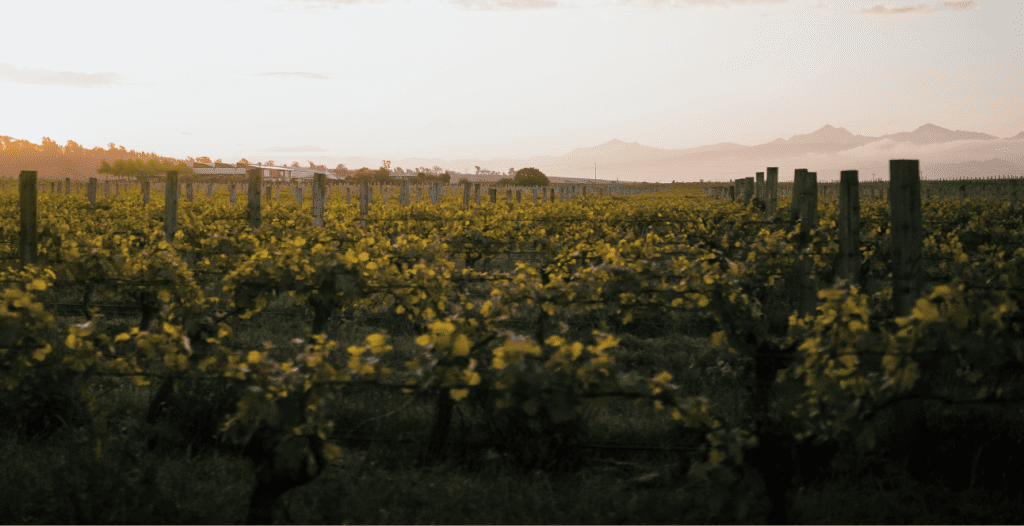 I Spy the Secret to Making Great Wine