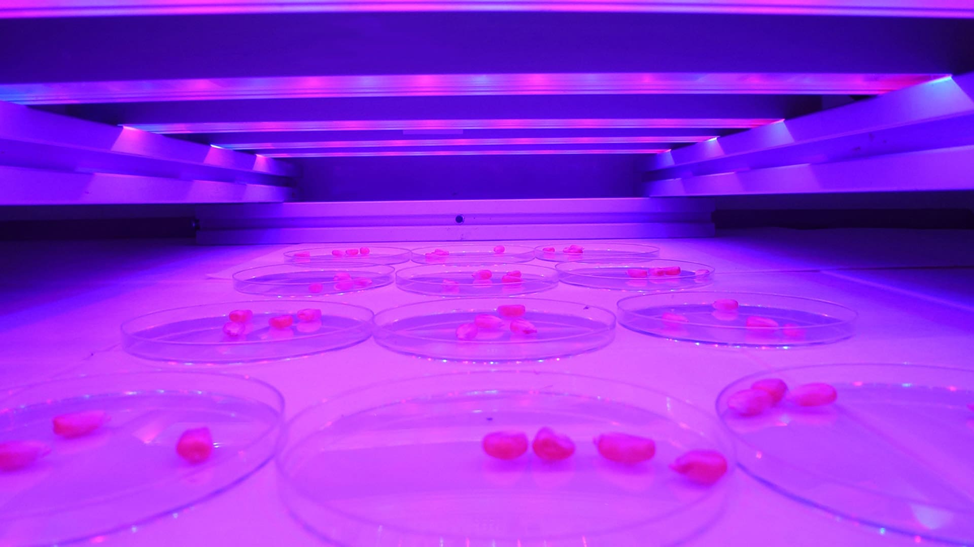 This NZ Company Is Programming Plants With Light