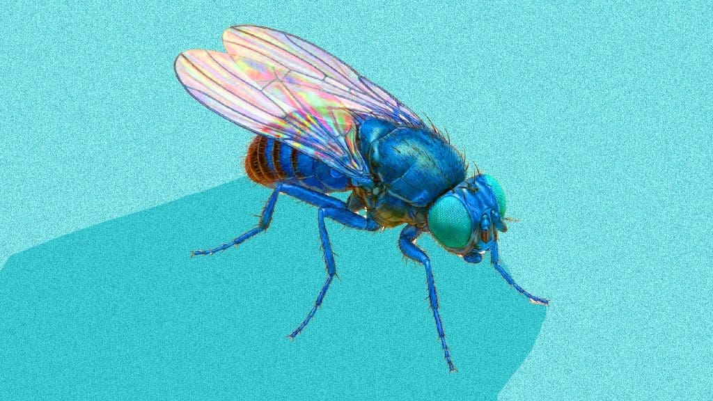 Flies In The Machine